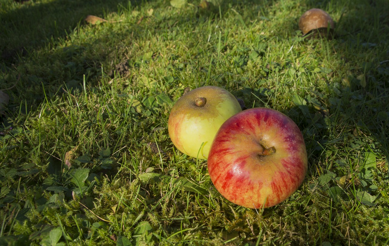Composting 101: Making Rich Soil from Kitchen Scraps